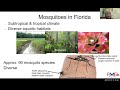 Mosquito species in florida