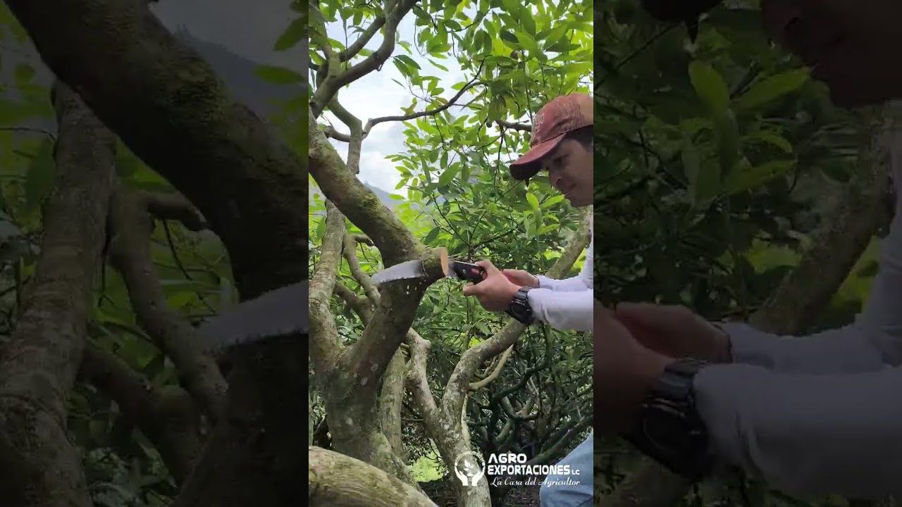 Poda de renovación y rejuvenecimiento en aguacate Hass de 14 años | Explicación en campo 🥑🌳🍃