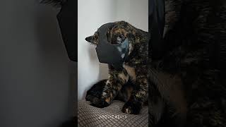 girls cat vs boys cat 🐈💀#clips #animals#viral#cat