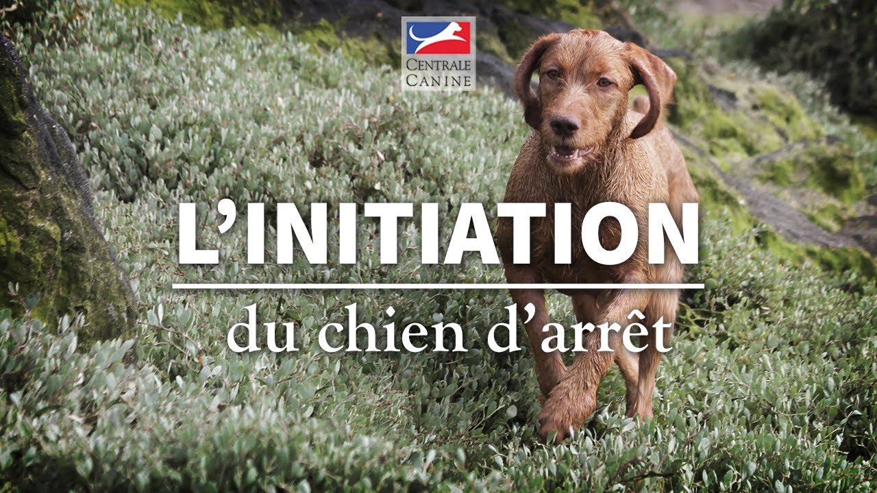 L' INITIATION DU CHIEN D'ARRÊT - Chiens de chasse Ep 4