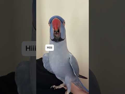 Since Ham took some time off talking…all the words are back.