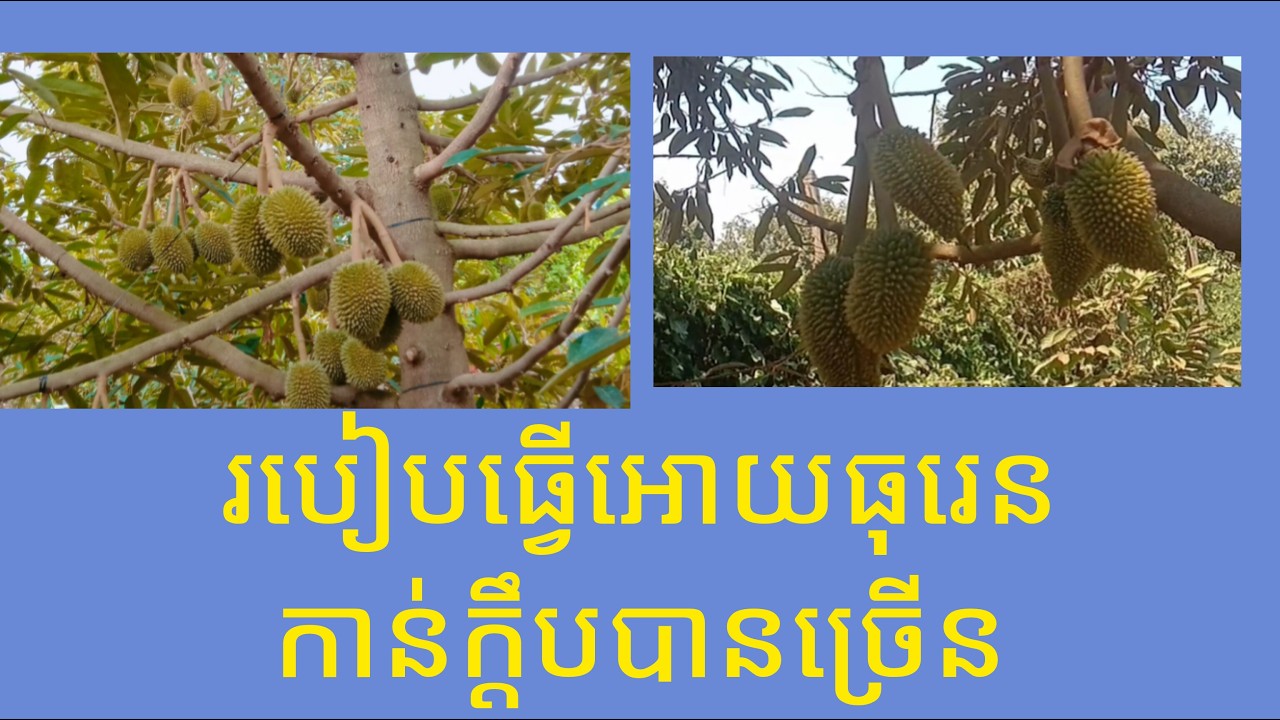 របៀបធ្វើអោយធុរេនកាន់ក្តឹបបានច្រើន