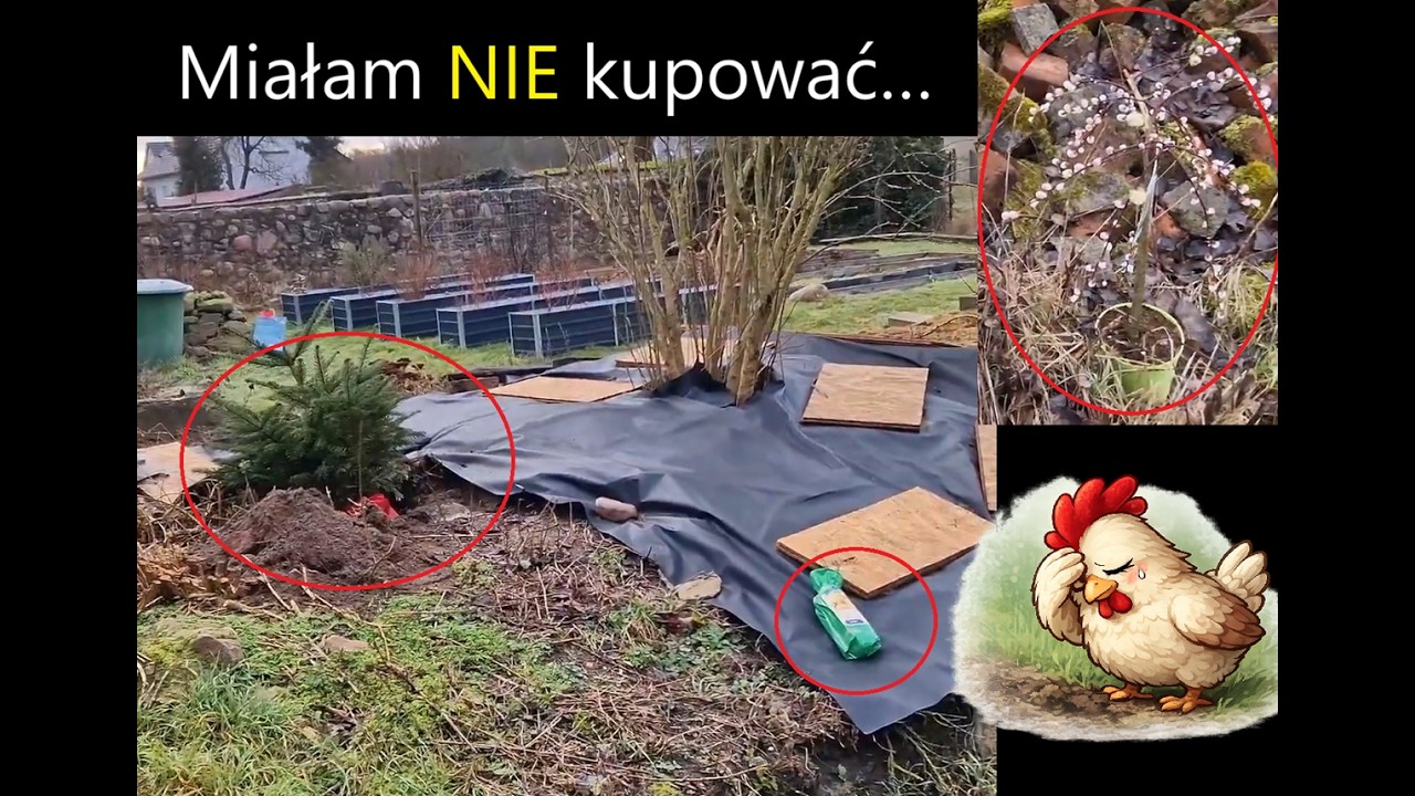 Sądzę kolejne drzewka