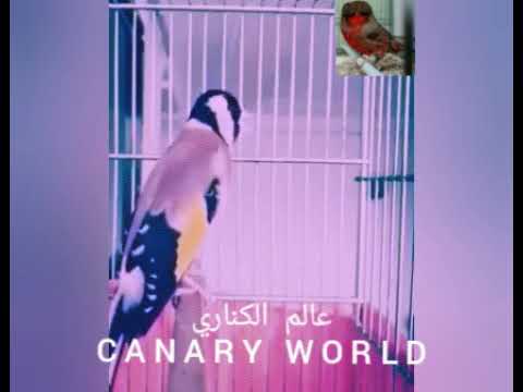 أهازيج الحسون موقنين بألمع صوت 2020 