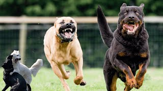 Most Illegal, Powerful, and Largest Dog Breeds in the World! 💪🐕🌍  @SecretsDoggoTales