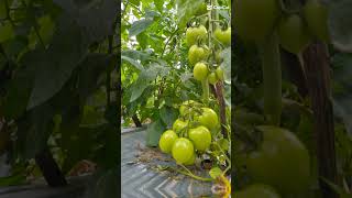 Tomat Hibrida Natavi F Produksi Dari Pt.benih Citra Asia....