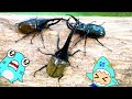 【昆虫バトル】ヘラクレスオオカブトの戦い！びーとるランドに行ったサメニンジャー！