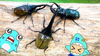 【昆虫バトル】ヘラクレスオオカブトの戦い!びーとるランドに行ったサメニンジャー!