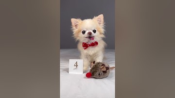 Chihuahua Cedric Opens Advent Calendar | Day 4 #shorts