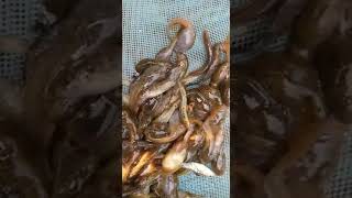 Leit Tong Doh Ha Wah