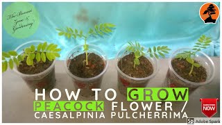 How to Grow Caesalpinia Pulcherrima / Peacock Flower / Red Bird of Paradise || 21 Day Update