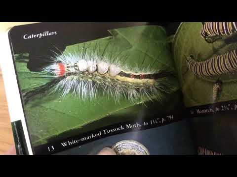 Handling Venomous White Marked Tussock Moth Caterpillar DON'T TRY THIS! rashTreatment in description
