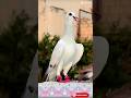 Beautiful Pigeon in Nature#beautifulbirds🔥