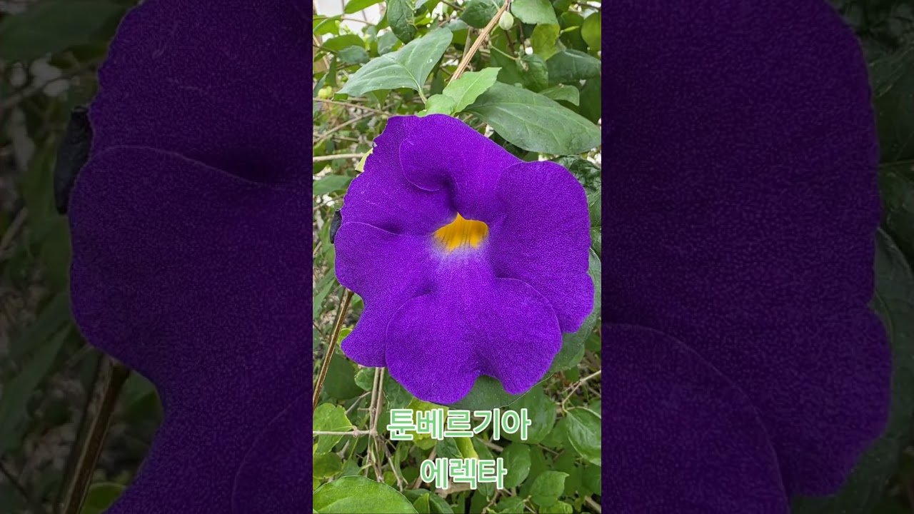 수원 영흥수목원 봄을 찾으러 왔다