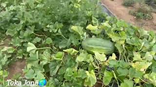 Pjepra Nga Toka E Prekazit ,Gusht 2025 Per Shitje Te Valmiri 049-950545