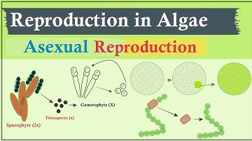 Asexual Reproduction in Algae | Algae (Phycology)
