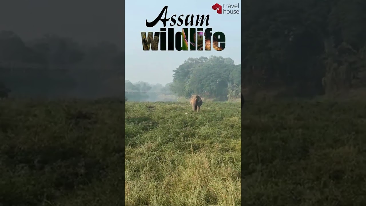 Assam Wildlife