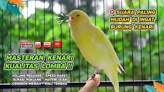 Kenari GACOR NGEREK‼️ Masteran Kenari PAUD dan Pancingan Kenari MACET BUNYI dan Betina NGIWIR - 319