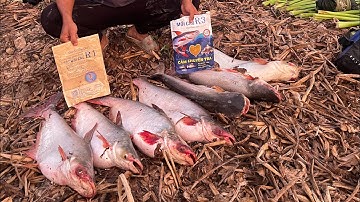 Quy trình đi câu cá tra sông của tui, anh em có bị ?