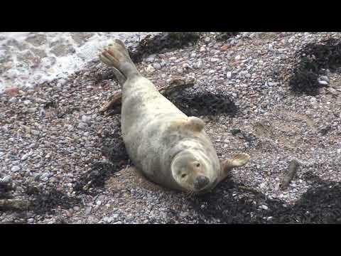 Common Grey Seal New Years eve in Devon 2025