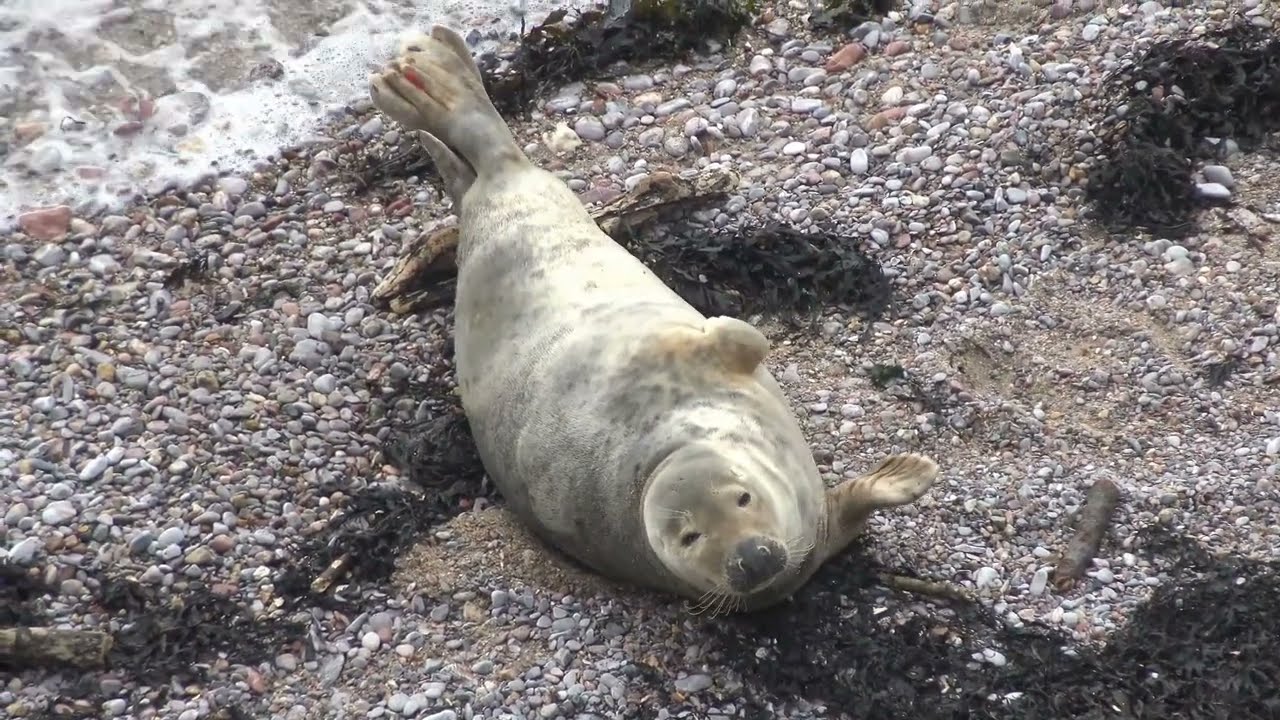 Common Grey Seal New Years eve in Devon 2025