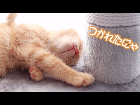 病院で疲れて寝ちゃった子猫の寝顔が可愛い☆