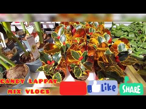 HOW I CHOOSE MY BEATIFUL & FRESH CHRISTMAS PLANTS 🏕 #amazing #trending
