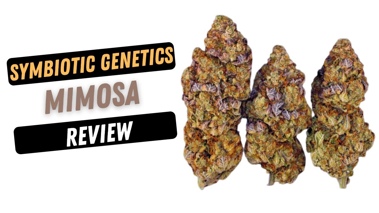 Mimosa Strain Cannabis Review - Runtz is STRONG But This MORE POTENT