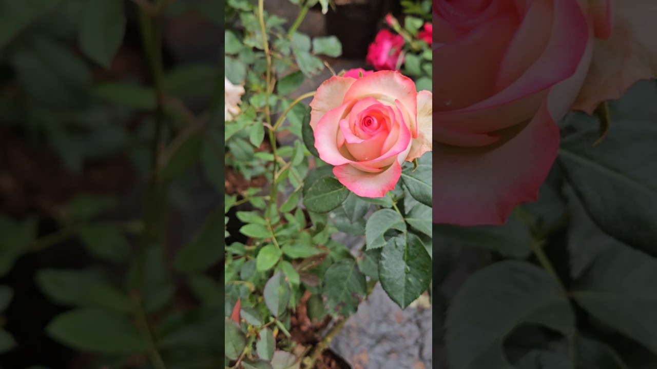 🌺🌸🌼⚘️🌷🏵