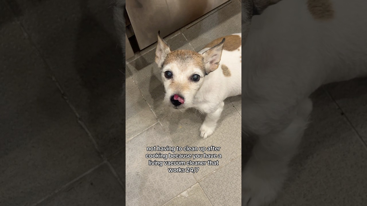 Living Vacuum Cleaner: