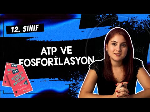 6) ATP VE FOSFORİLASYON | 12. SINIF | AYT BİYOLOJİ DERS NOTLARI | 2024