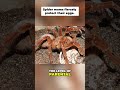 Goliath Bird-Eater Spider's AMAZING Parental Care Revealed! #shorts
