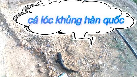 câu cá lóc hàn quốc