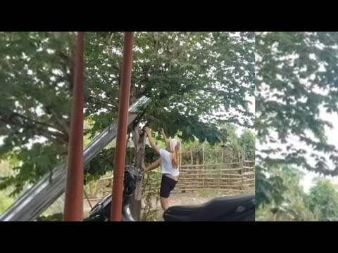 KUMAKAIN PALA ANG KAMBING NITO (MANSINITAS) #provincelife #home l #vacation