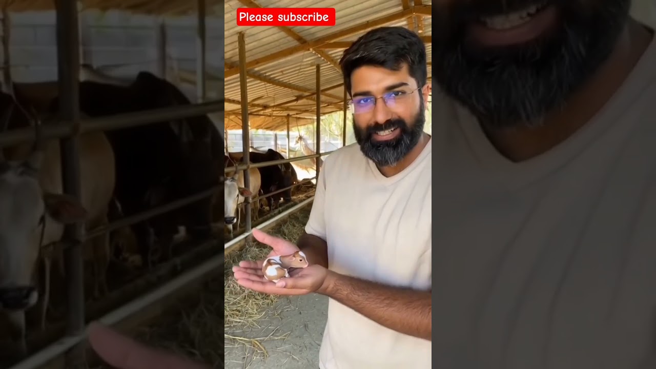 cow videos & cow dance video 