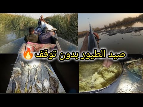 صيد الطيور بدون توقف مهارة ودقة عالية
