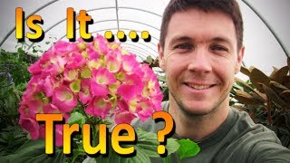 Once again, i'm completely amazed by nature and how it can actually
change the color of a hydrangea changing soil ph. i was skeptic but
now t...