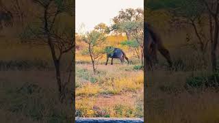 BUFFALO Has A WILD ITCH | We Have ALL Been There! #animalbehavior #itchy #scratching