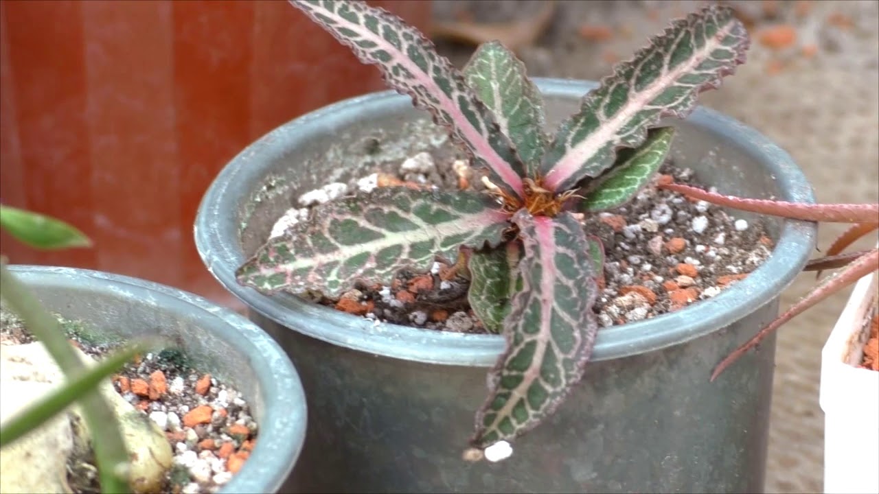 Мои каудексные суккуленты.