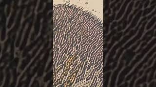zoom lalat(hewan 1000 penyakit)/jangan kaget #mikroskop #zoom1000x #experimen #microscope