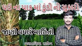 ઘઉંના પાકમાં ડુંડી નો સુકારો, wheat, ઘઉં નો સુકારો, ડુંડી નો રોગ, gehu#wheat #youtube #youtubeshorts