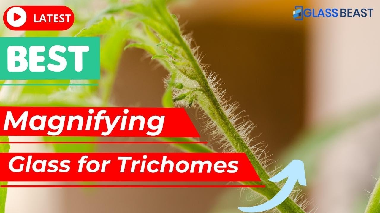 How to Look at Trichomes with a Magnifier