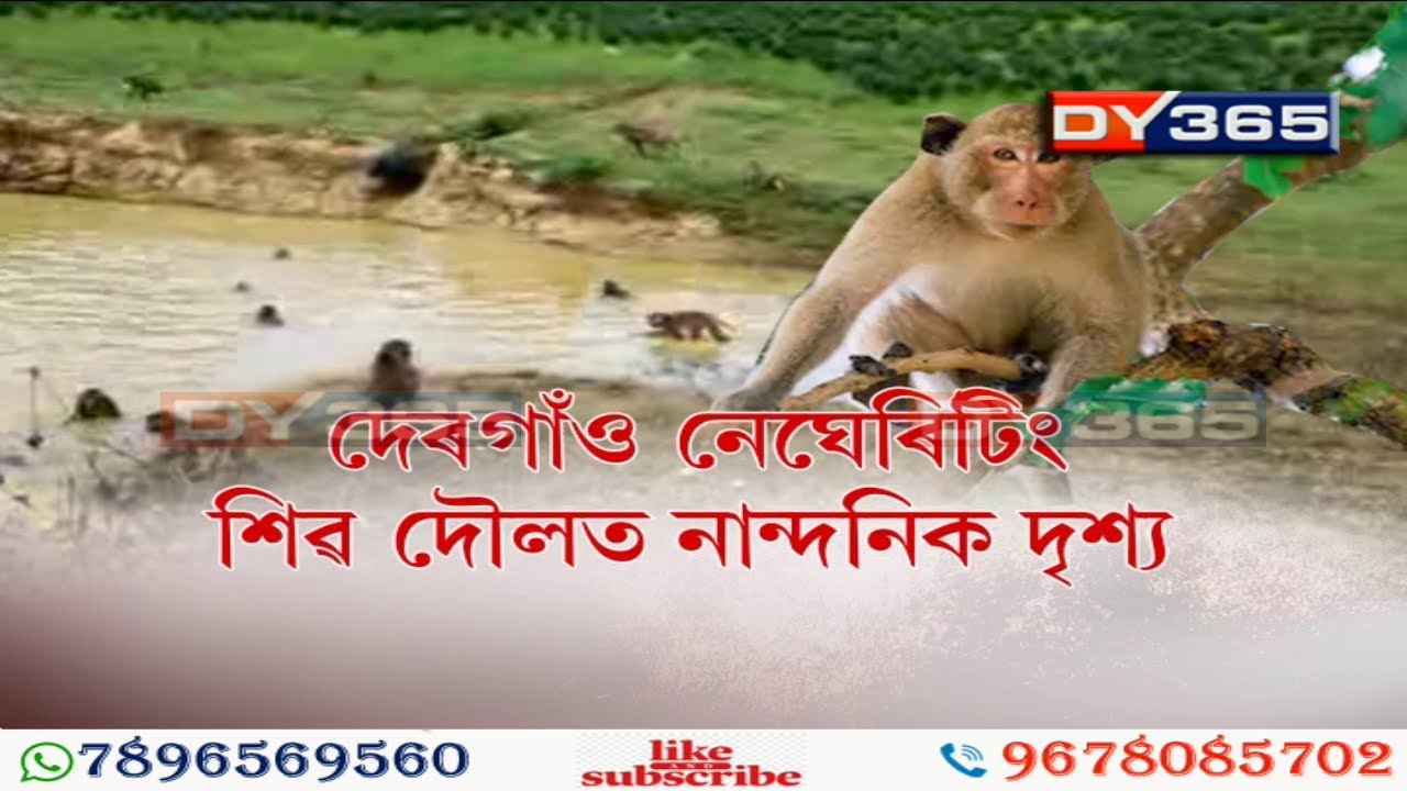 দেৰগাঁৱৰ নেঘেৰিটিং শিৱ দৌলৰ পুখুৰীত নান্দনিক দৃশ্য || Negheriting Shiva Doul  in Dergaon, Assam