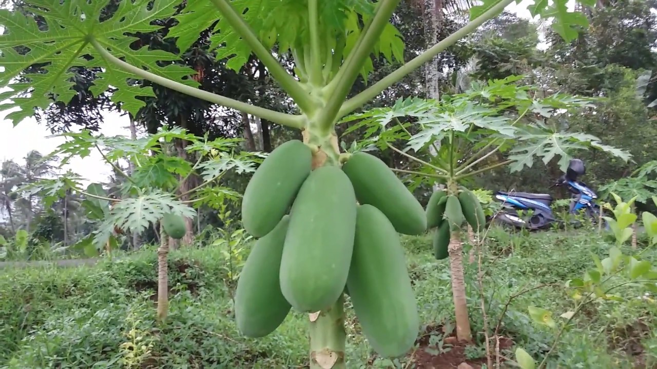 Bhuseeng! Tanam Pepaya tapi Panen Cabai (Video Lanjutan 