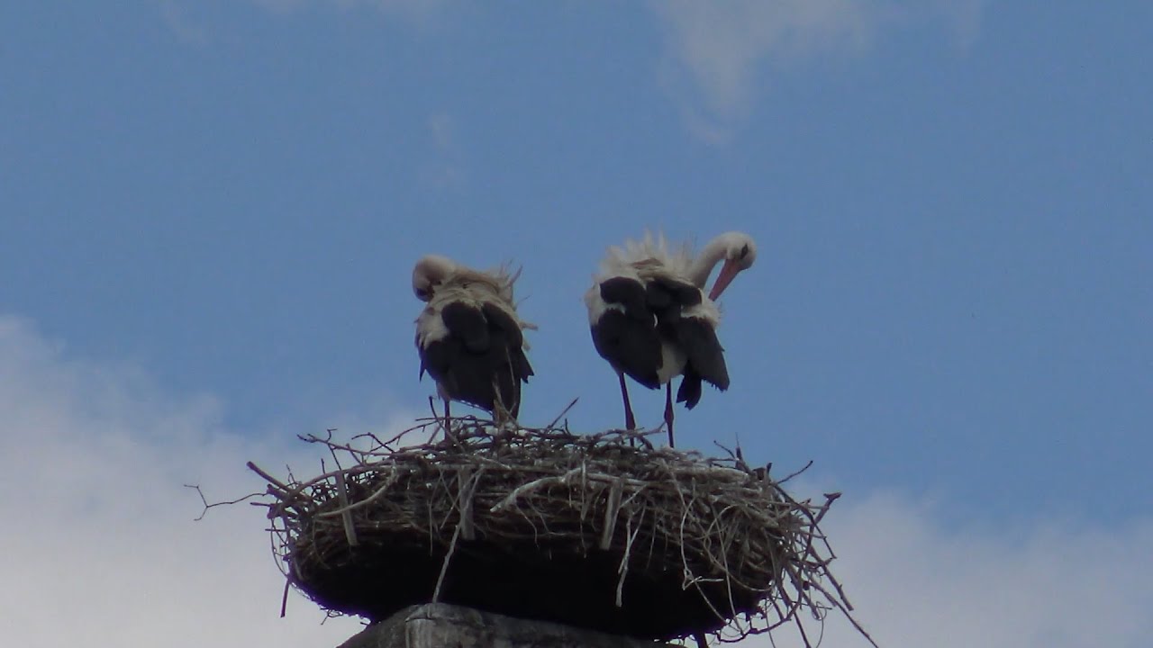 Rund um den Neusiedlersee