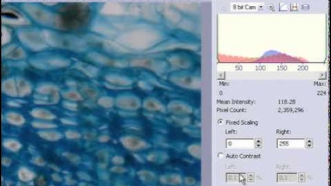 Using QImaging Cameras in Olympus CellSens Software