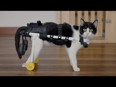 æ°ããè»æ€
åãä¹ãããªããŠã楜ãããã«å®¶äžãåãç«ã®éšã¡ããããããããïŒ