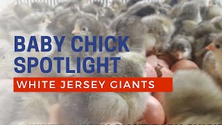 White Jersey Giant baby chicks hatching at Cackle Hatchery