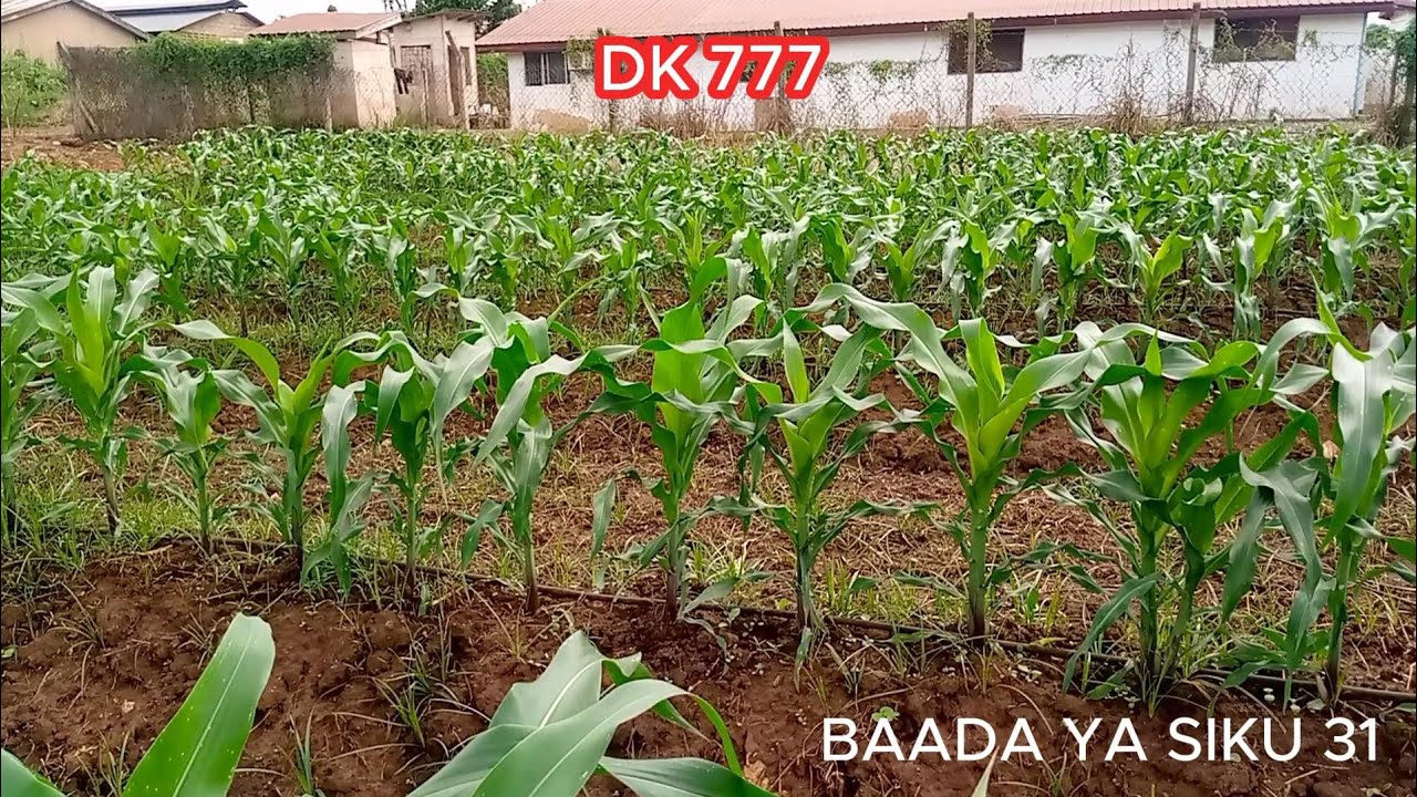 JIFUNZE NAMNA YA KUTUNZA ZAO LA MAHINDI UPATE MAVUNO MENGI # dk 777 @ sua.