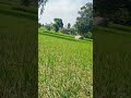 peaceful nature of my village... really love this heavenly atmosphere.relaxing place of my life